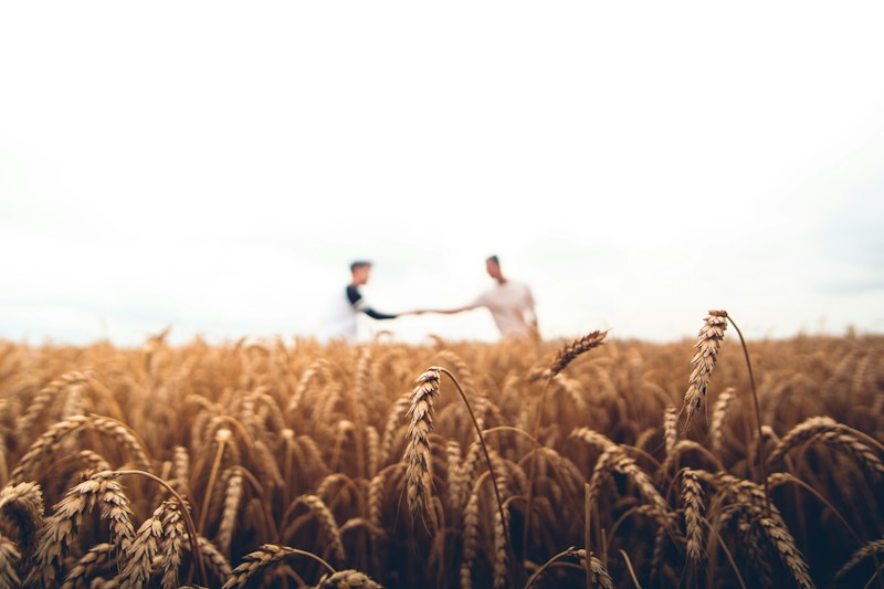 Lush agricultural field rows under scientific management in Telangana